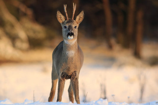 Deer in the headlights