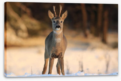 Deer in the headlights