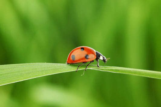 Insects