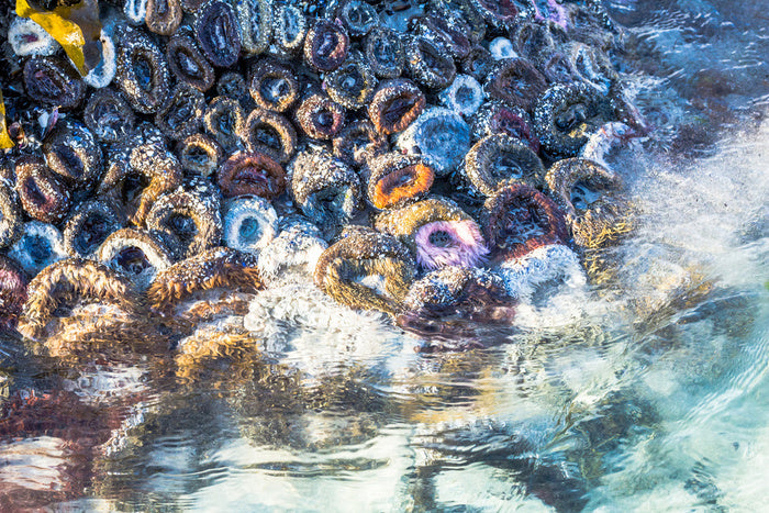 Low tide anemones