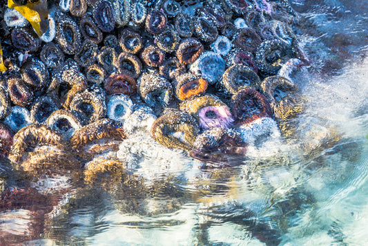 Low tide anemones