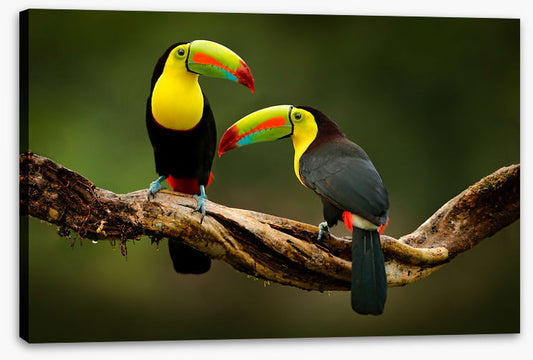 Toucan two