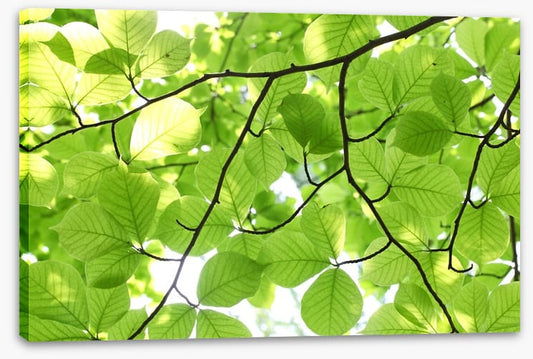 Leafy light