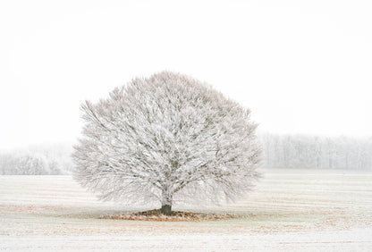 Solitude in the snow