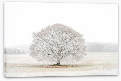 Solitude in the snow