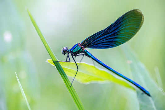 Dragonfly shine