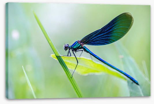 Dragonfly shine