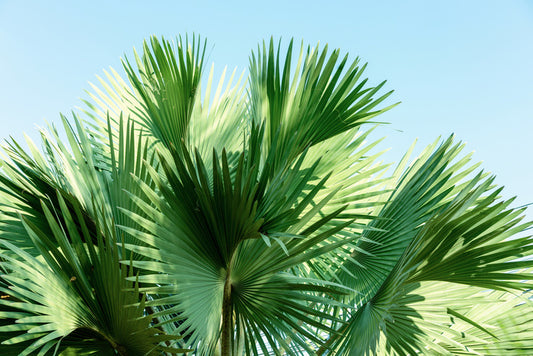 Leaves