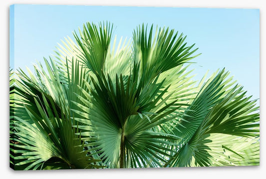 Leaves
