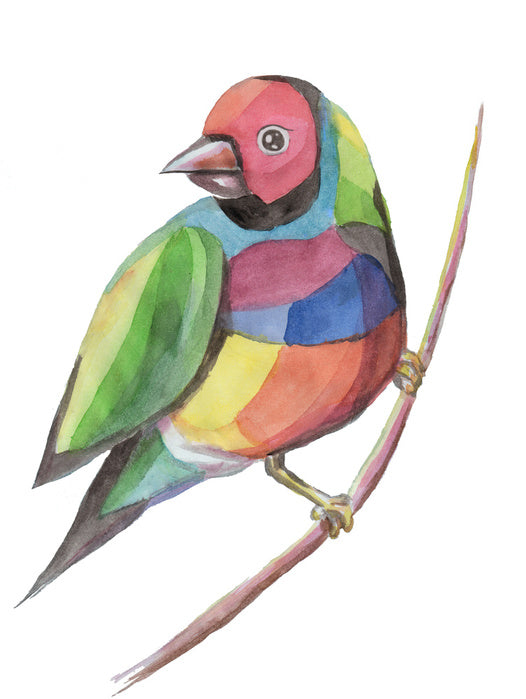 Birds
