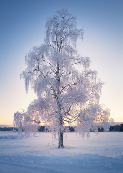 Draped in snow