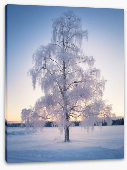 Draped in snow
