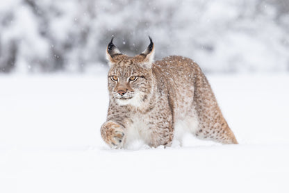 Lynx in the snow
