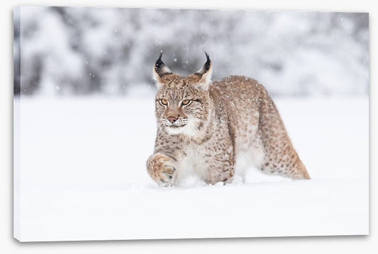 Lynx in the snow