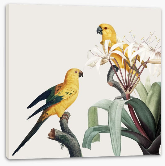Feathered friends I