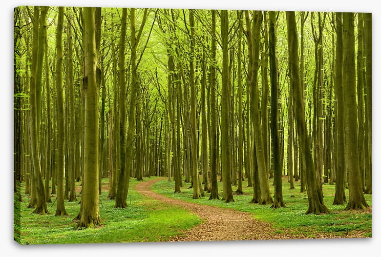 Follow the path