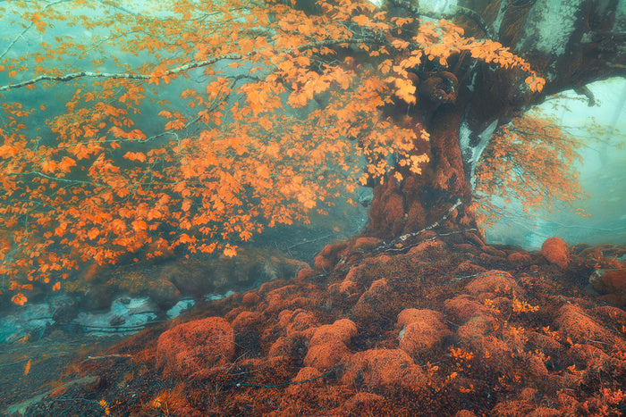 Fantasy in fall