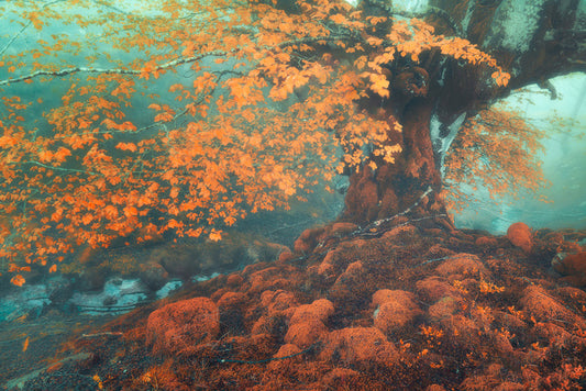Fantasy in fall