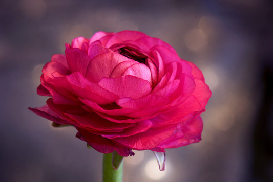 Ranunculus bloom