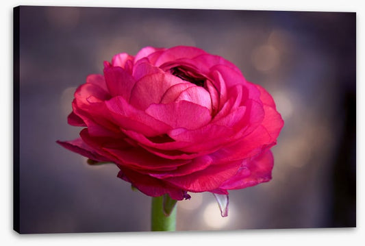 Ranunculus bloom