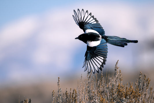 Soaring magpie