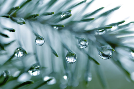 Pine drops