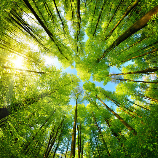 In the treetops