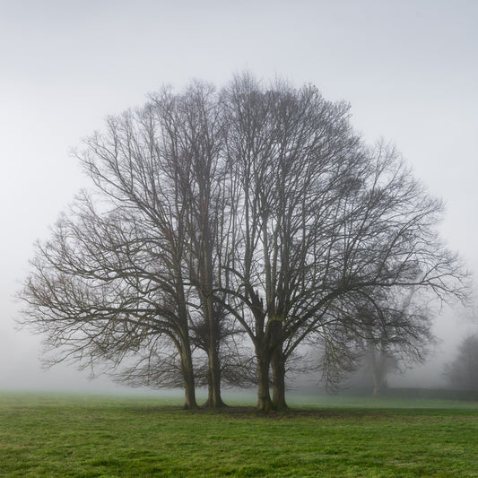 The old oak tree