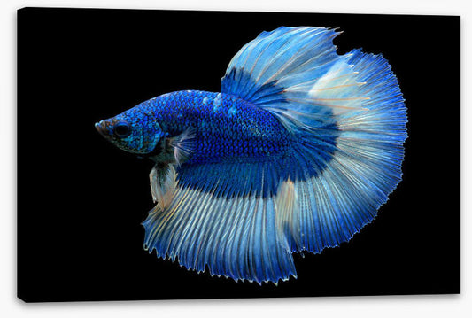 Blue beauty 3