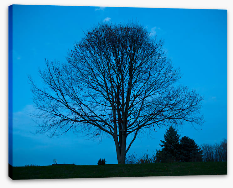 Trees
