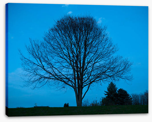 Trees