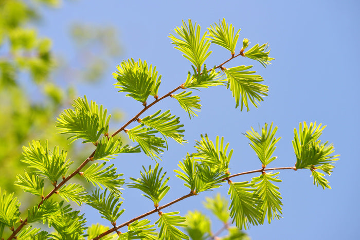Leaves