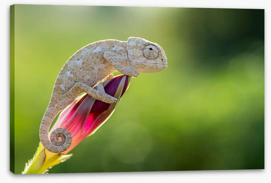 Reptiles / Amphibian