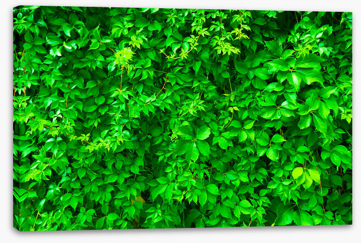 Leaves