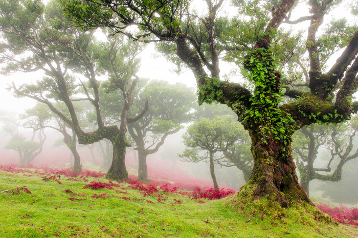 Trees