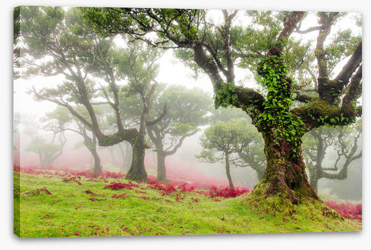 Trees