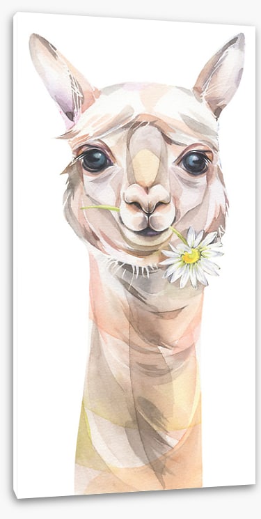 Chamomile llama
