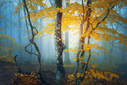 The last leaves