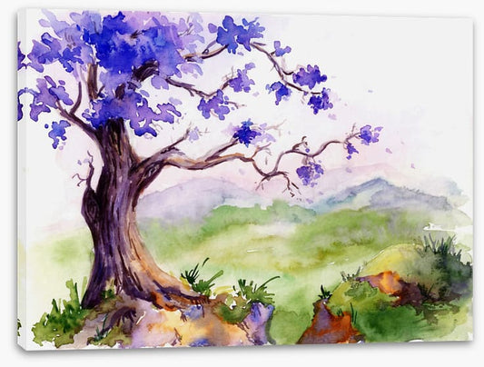 Jacaranda time
