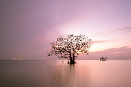 Trees
