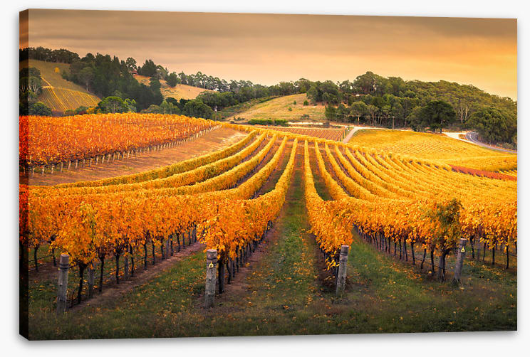Golden vines