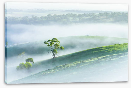 Morning mist
