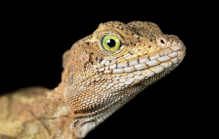 Basilisk in the night