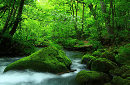 Forest verdure