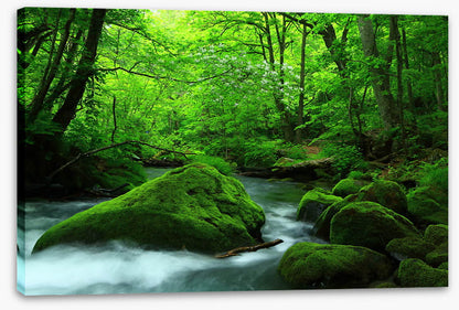 Forest verdure