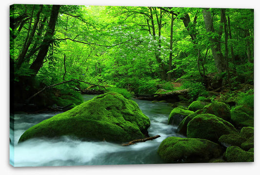 Forest verdure
