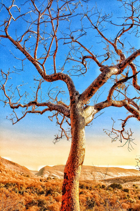 The sunburnt tree