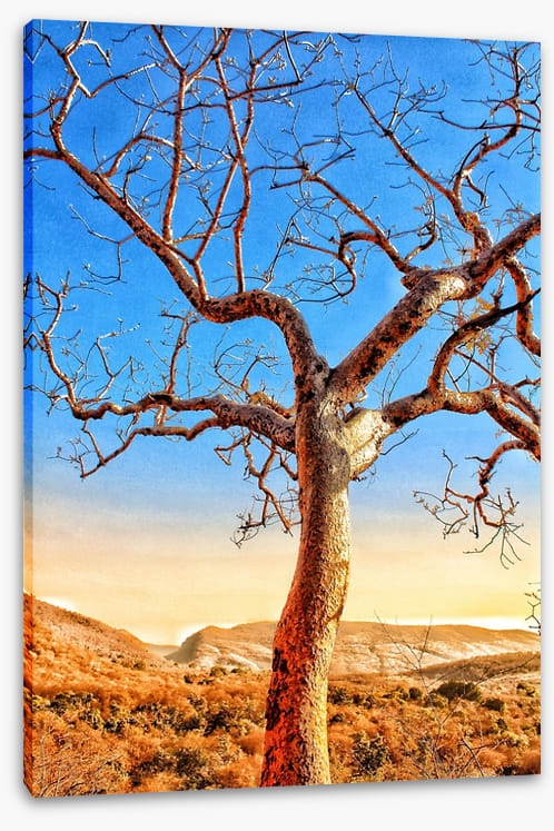 The sunburnt tree