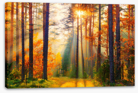 Golden shadows