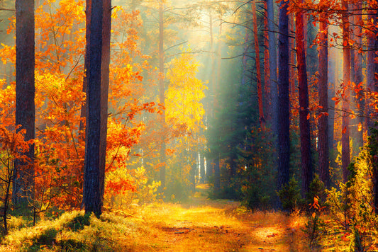 Autumn illuminated